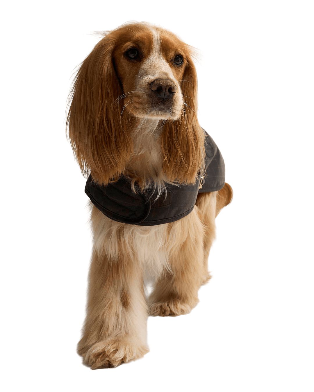 Barbour Coats Barbour Cream Tartan Wax Dog Coat