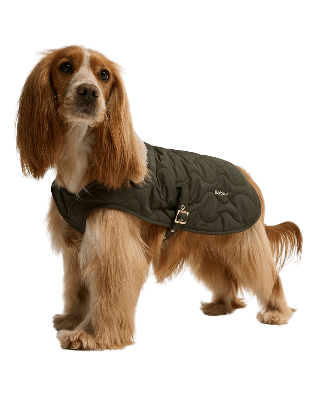 Barbour Other Accessories Barbour Olive Beith Quilted Dog Coat