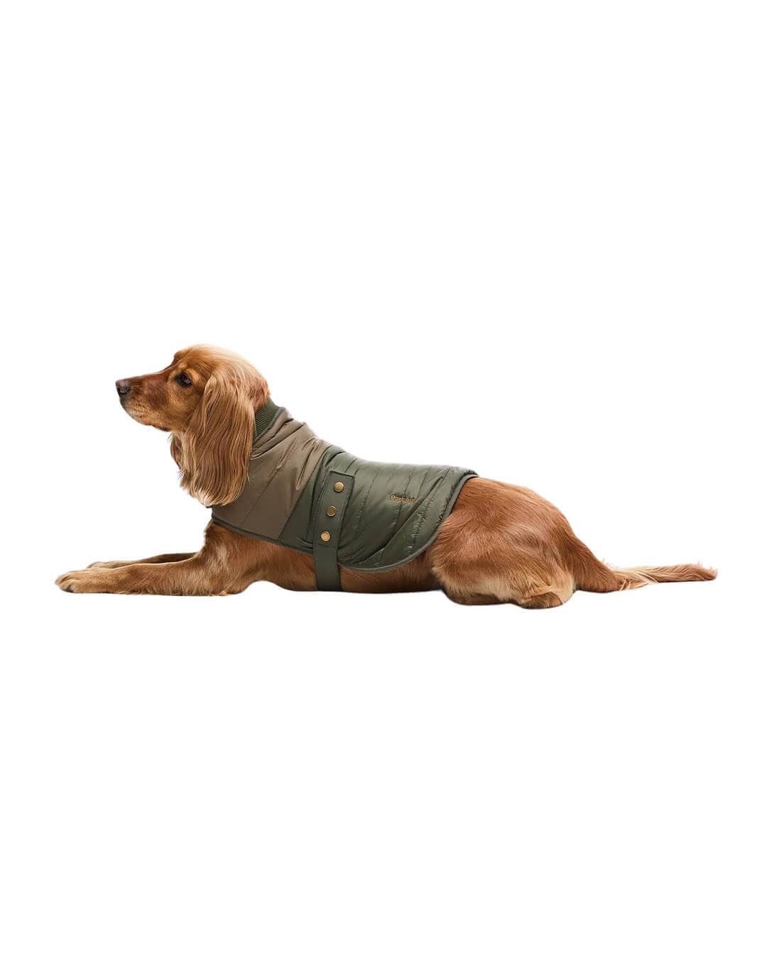 Barbour Others Barbour BRAMPTON QUILT DOG COAT OL71 OLIVE KHAKI