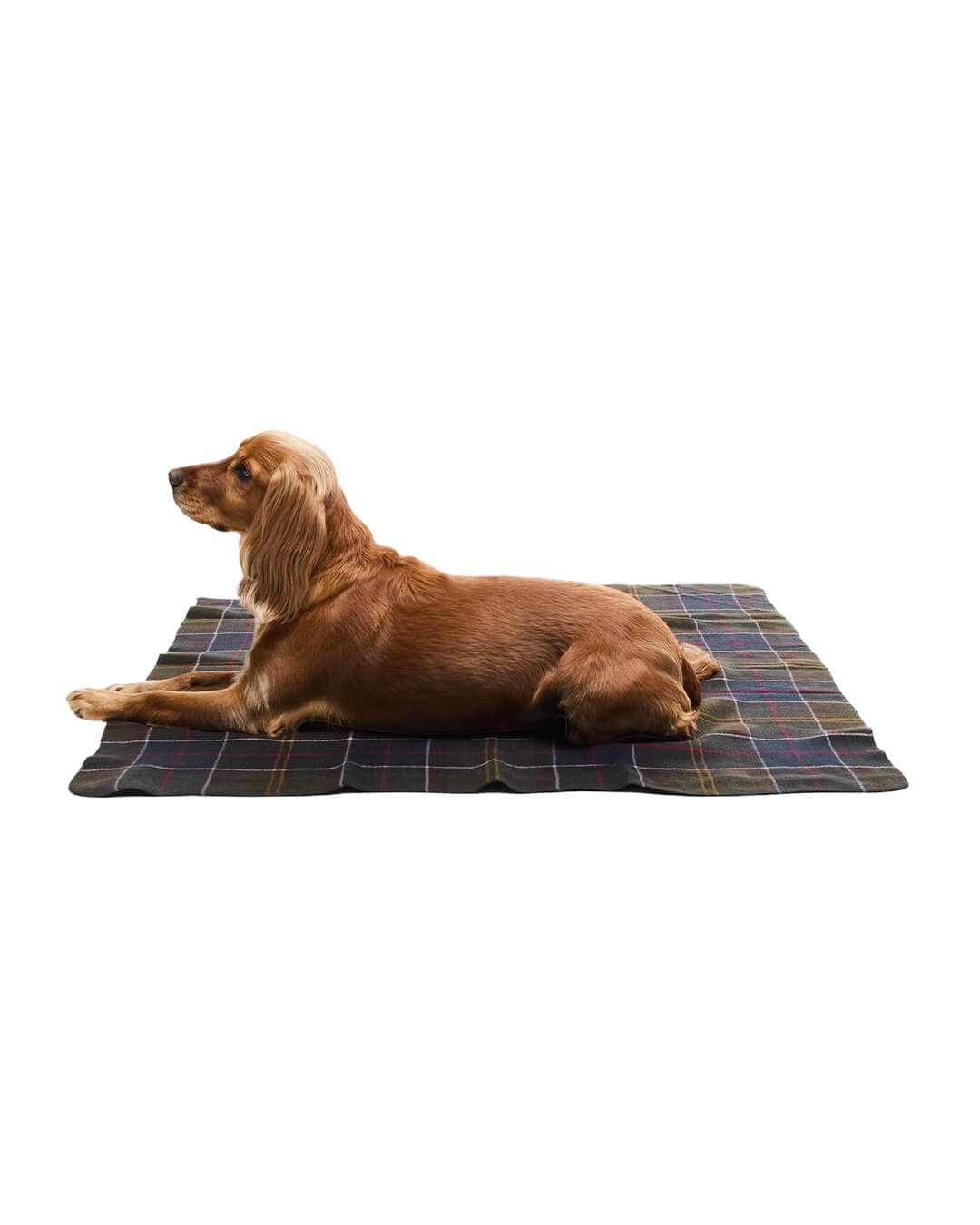 Barbour Others ONE Barbour DOG TARTAN BLANKET TN11 CLASSIC TARTAN