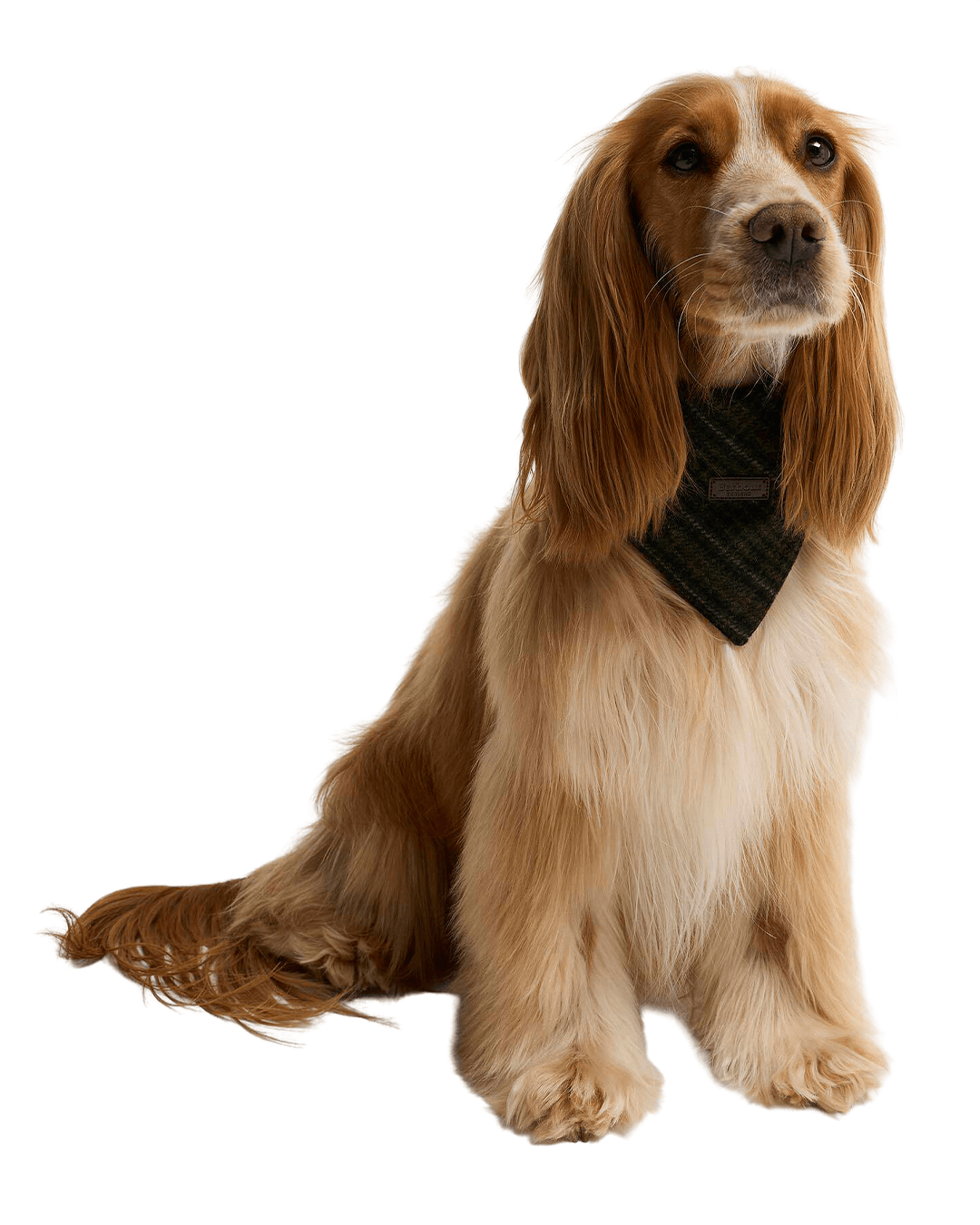 Barbour Others Barbour Olive Check Wilkin Dog Bandana