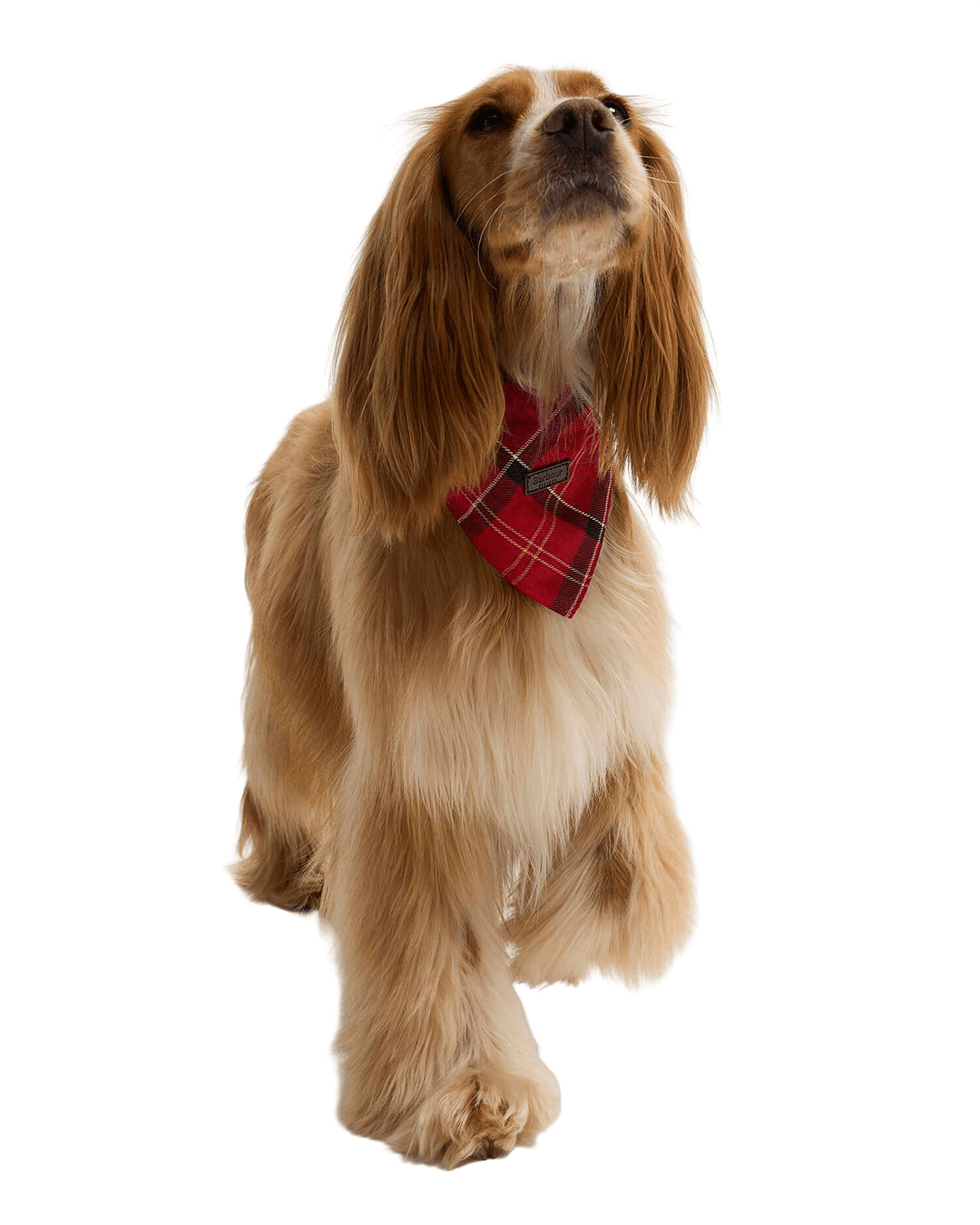 Barbour Others Barbour Red Tartan Dog Bandana