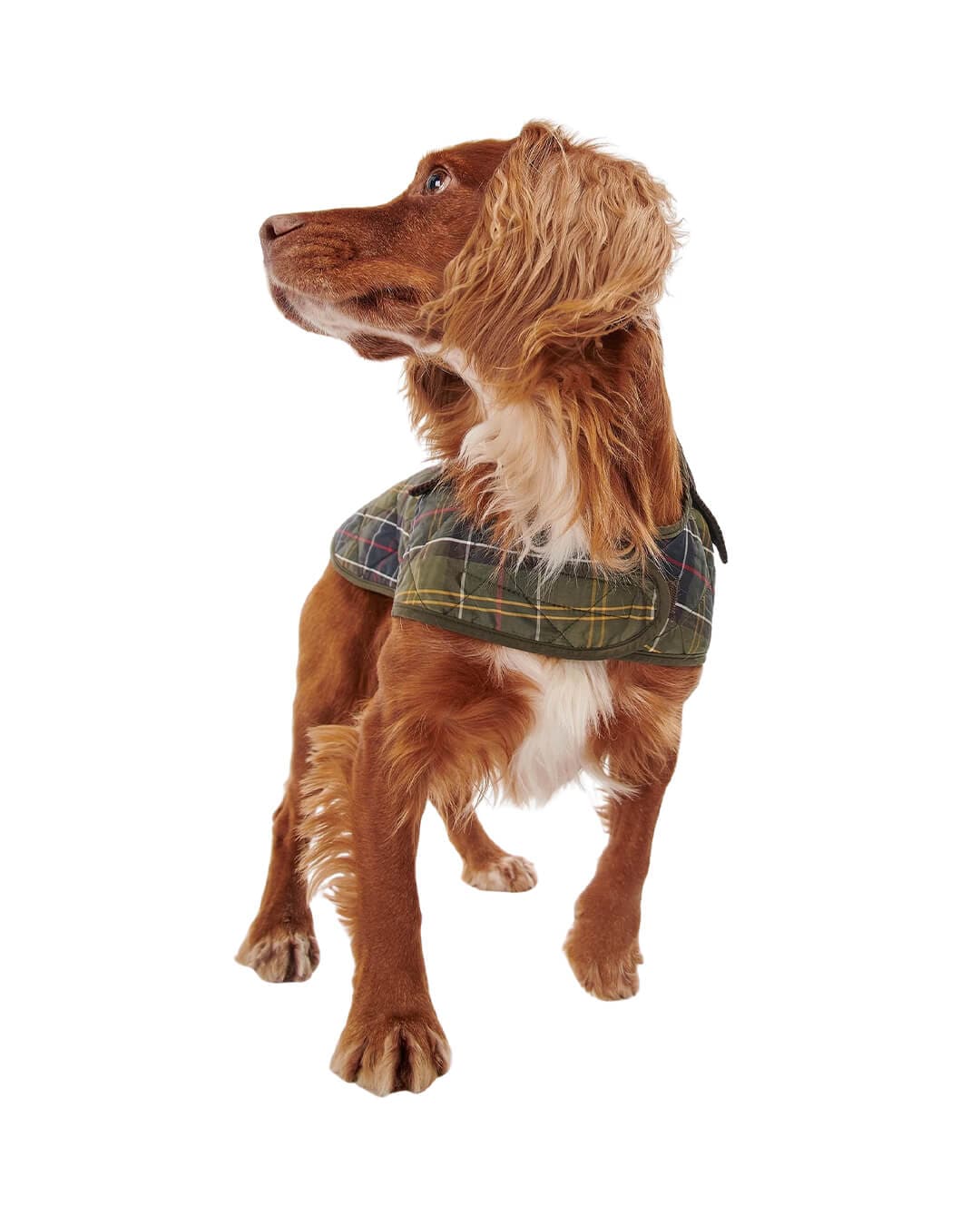 Barbour Others Barbour TARTAN DOG COAT TN11 CLASSIC